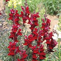 BLACK PRINCE SNAPDRAGONS Picture