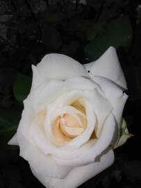 white domestic damask rose picture