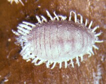 Mealybug picture
