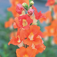 CHANTILLY SNAPDRAGONS Picture