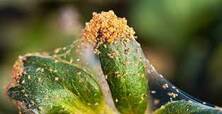 Mites on a plant picture