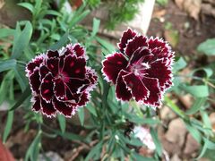 Dianthus Chinensis Picture