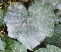 Powdery mildew disease on a plant picture