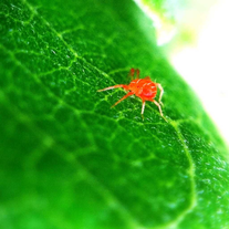 red spider insect on a plant picture