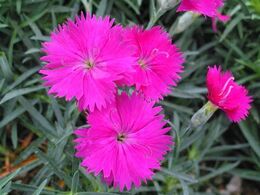  Dianthus Neon Star Picture